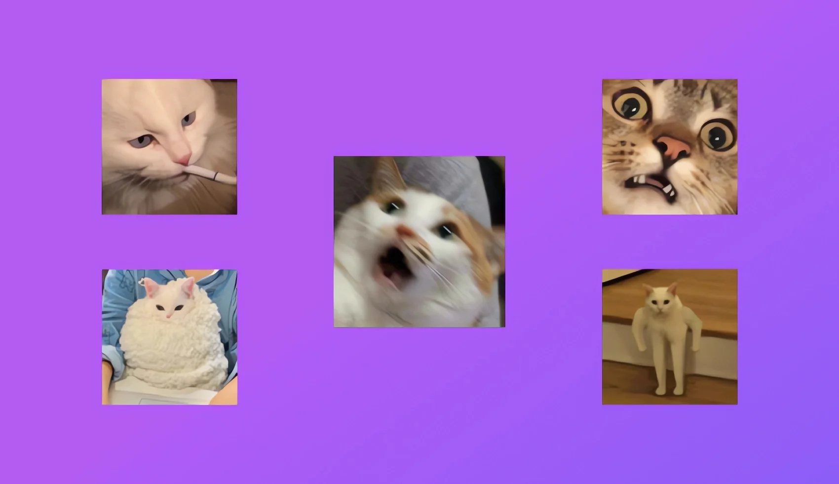 Cat Meme WhatsApp Stickers
