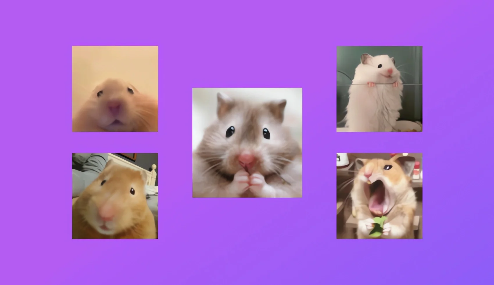 Funny Hamsters Stickers